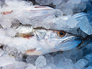 etal de poissons disposés dans de la glace